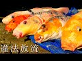 21年間、目撃されなかった外来生物が川に違法放流されたので乱獲して喰う