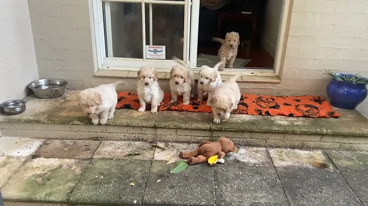 Puppies first outdoor steps