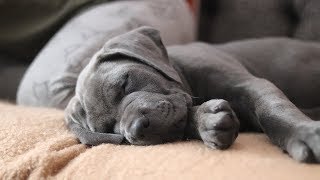 CANE CORSO PUPPY! First Week At Home!