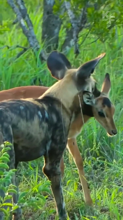 Wild Dogs vs Impala: Intense Predator-Prey Encounter