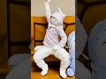 cat dance video #Dancevideo #shortsfeed