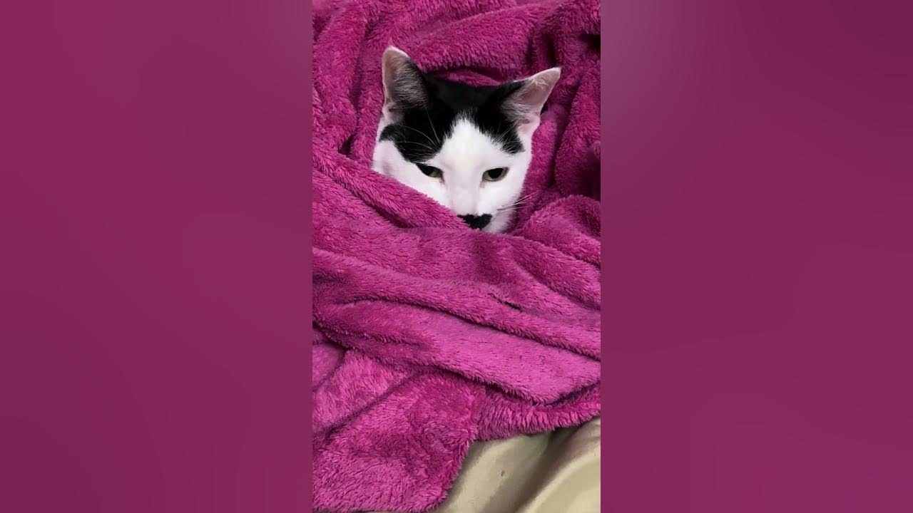 she's a cat burrito YouTube