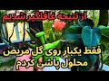 بهترین قارچ کش و باکتری کش ارگانیک برای درختان میوه و گلهای آپارتمانی که واقعا ارزش امتحان داره 