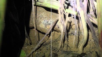 Flicker Free comparison of Pangolin Footage (Digital Anarchy)