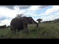 Wildlife at Kruger / Baby elephant charges