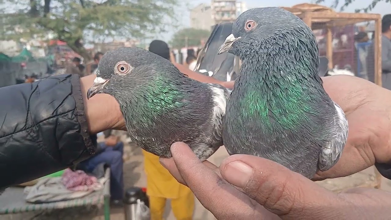 Kalar Saydan Birds Market 12th January 2026