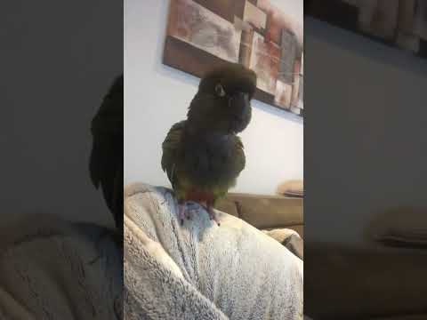 Lora barranquera sonidos #lorobarranquero #cyanoliseouspatagonus #burrowingparrot #cocomimo #parrots