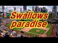 Swallows Paradaise -スワローズ公認サポーターソング
