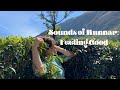 Sounds of Munnar: Feeling Good | Cover | Anna Bychkova Nair