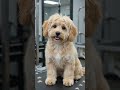 Teddy bear cut reveal #beforeandafter #grooming #pets #dogcare #goldenretriever #cutedogs #puppy