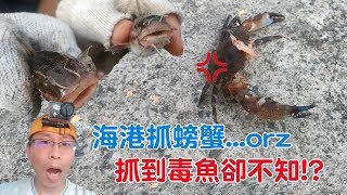 海港抓螃蟹! 抓到第三名有毒魚沙毛..卻不知!? Catch crab !! I ...