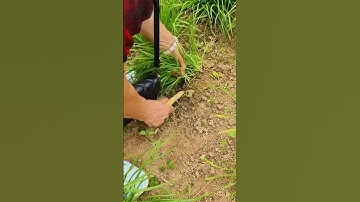 sharp sickle for harvesting chives #shorts