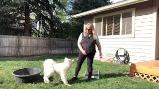 Gavin Novice Trick Dog   SD 480p by Ginger Jenks 85 views 2 years ago 4 minutes, 28 seconds
