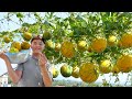 Secrets of Growing Yellow Watermelons at Home, Secrets for Big, Super Sweet Fruits