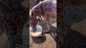Is there a leopard Appaloosa?