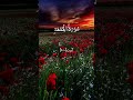 Recitation The Holy Quran❤️✨ #islamicshorts #islamicstatus #viral #foryou #fypシ #trending #youtube