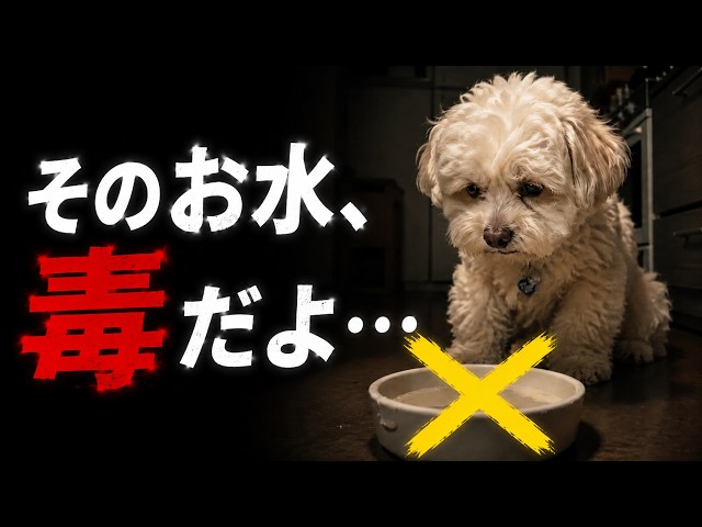 制作風景012】 甘えてくっつく姿がかわいい トイプードルの絵 - YouTube 制作風景012】 甘えてくっつく姿がかわいい トイプードルの絵 - YouTube