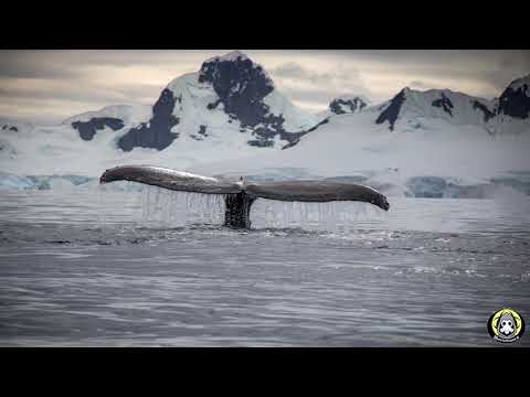 Video: 31 Cose Che Non Sentirai Mai Dire Qualcuno Dalla Groenlandia