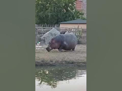 Бегемот в краснодаре зоопарк. Сафари на бегемота. Бегемот в сафари парк краснодар. Бегемот в сафари парк краснодар. Скульптура бегемота церетели в волгограде.