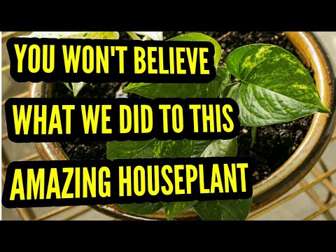best indoor plants to grow from seeds POTHOS - Saving a forgotten houseplant.