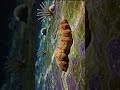 558 Million Year Old Mystery Animal | Dickinsonia #shorts #facts
