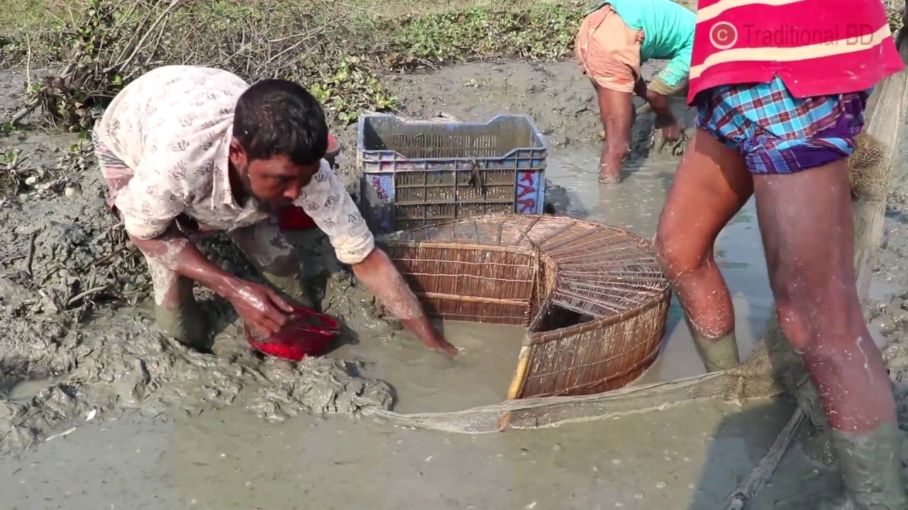 these mud water fishes good for health | best fishing techniques and ...