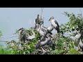 Bird Finding Shelter in Flooded Lands 0007
