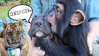 TAKING MY PUPPY TO MEET A BABY TIGER & MONKEY ! WILL THEY BE FRIENDS ?!