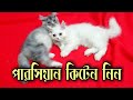 Persian kitten cat 2021  persian cat in bangladesh  persian cat for sell 2021  cats