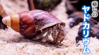 オカヤドカリの飼い方【水槽立ち上げ】