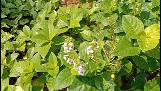 Oh ini namanya Bunga Melati Jepang #bungamelatijepang #melatijepang