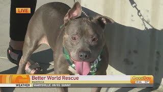 Better World Rescue fundraiser in Manteca