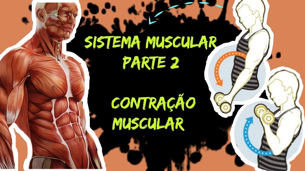 AULA 09: SISTEMA MUSCULAR - contração muscular