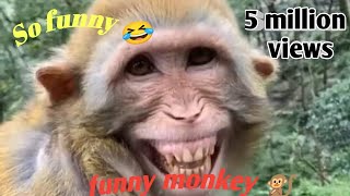 so cute  funny monkey #ytshorts video #07 #pAwAn193 @pawan19393