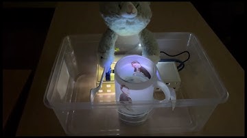 【Demo】Embedded System嵌入式系統專案－Smart Cat Paw Storage Box （手賤貓自動儲物分類箱）