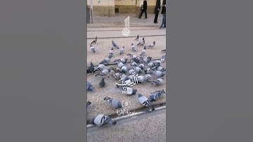 #القرآن الكريم#اكسبلور#تصويري #الجزائرالعظمى#غزة#فلسطين #viralvideo #video