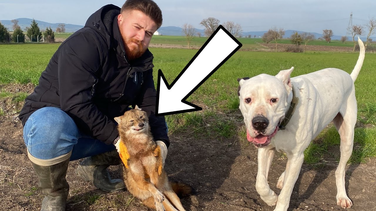 Дого Аргентино и Собаки Поймали Лису – Невероятный Охотничий Сюрприз!