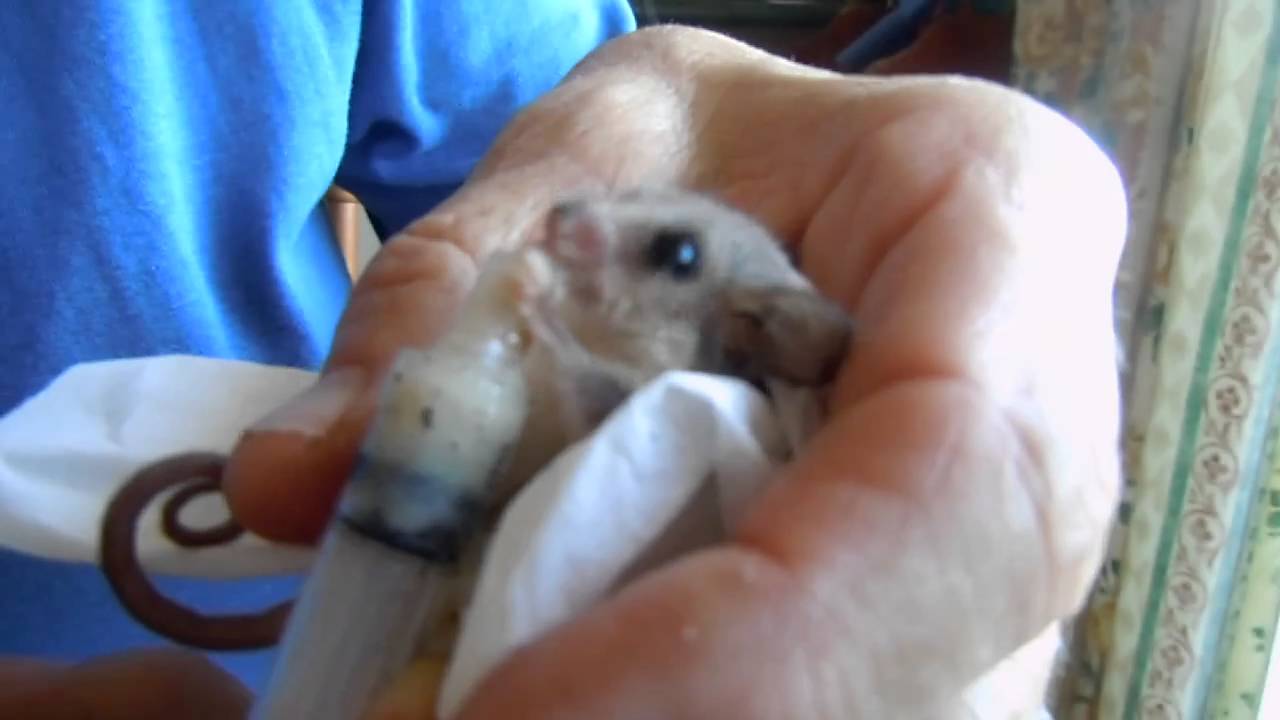 Cute Baby Pygmy Possum Youtube Cute Baby Pygmy Possum Youtube