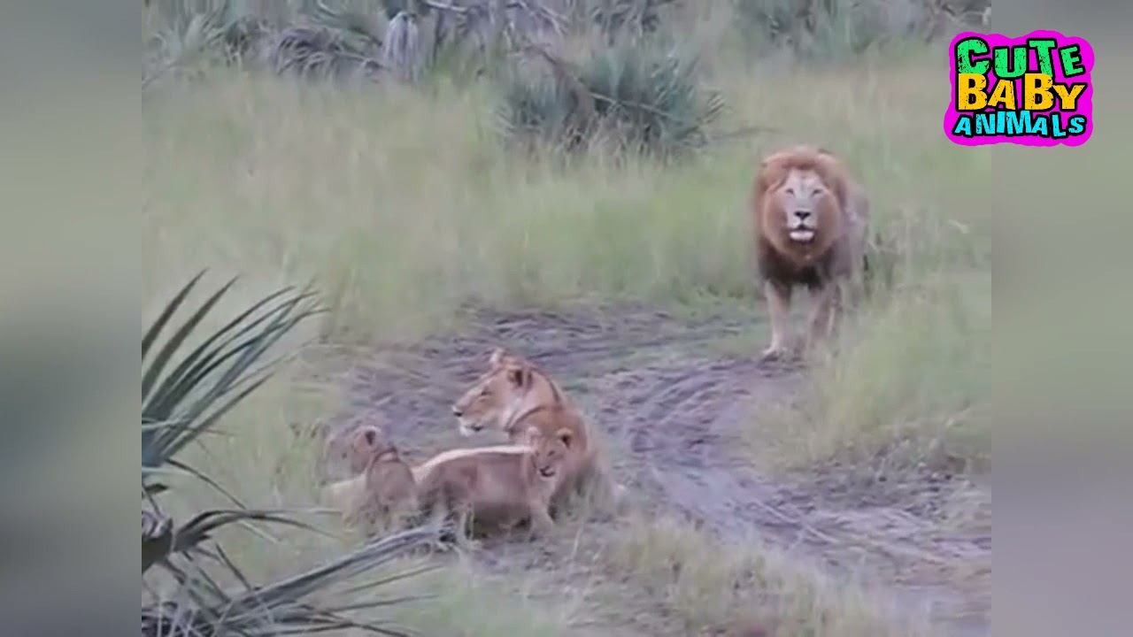Cutest Lion Cubs Roar Following Their Father - Cute Baby Animals - YouTube