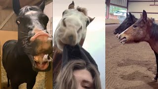 Funny And Cute Horse Videos Compilation