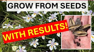 How to Grow Large Wild African Iris from Seeds, Dietes grandiflora, Fortnight Lily, Fairy Iris