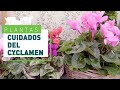 Cuidados del cyclamen | Plantas en VERDECORA