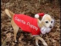 Santa Puppy