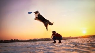 Winter dogfrisbee trainingCharlieAustralian Shepherd