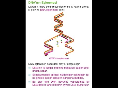 DNA, MİTOZ BÖLÜNME VE MAYOZ BÖLÜNME- ŞİİR