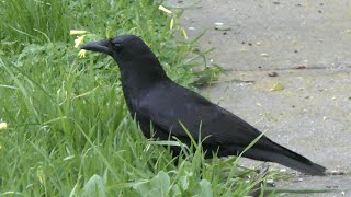 My New Crow Friends - Charlie and Buster