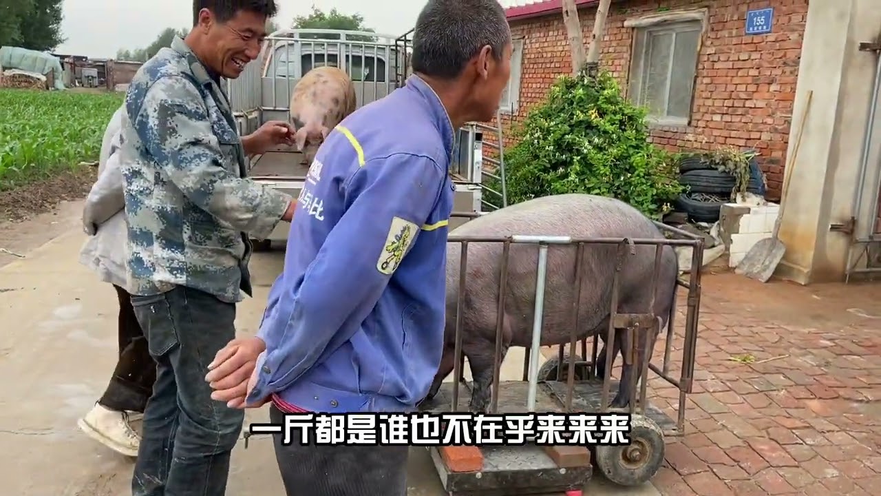 黑猪资深买家两广上线了🥰跋山涉水买到3头圆滚滚的肥仔🐷太厉害 