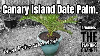 Canary Island Date Palm screenshot 4