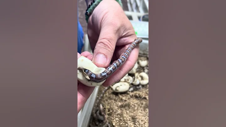Baby Snake Crawling Out Of Egg