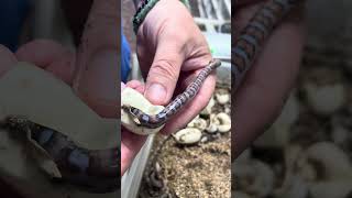 Baby Snake Crawling Out Of Egg